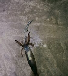 イカ釣れたᔦ˙灬˙ᔨ