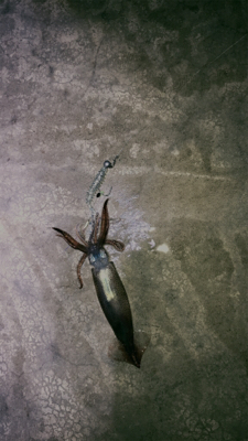 イカ釣れたᔦ˙灬˙ᔨ