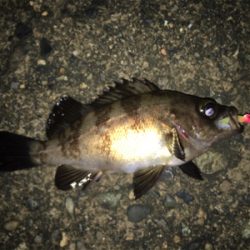 メバリング！最後かな？(^^)