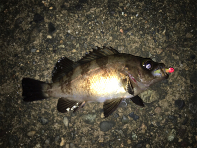 メバリング！最後かな？(^^)