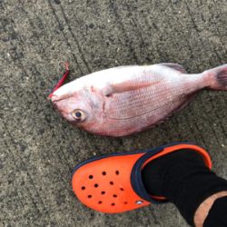 イカ釣れないからメタルジグなげたら！