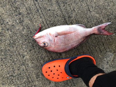 イカ釣れないからメタルジグなげたら！