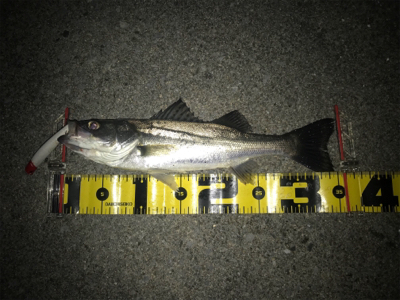 四日市クルバチパターン