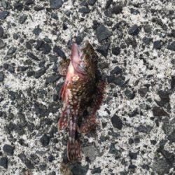 アジングののはずが