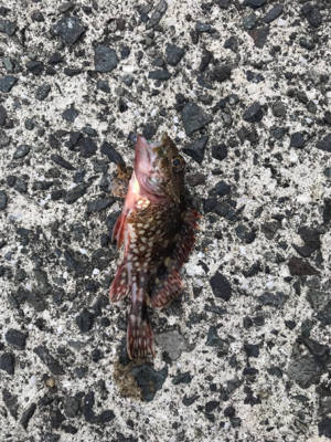 アジングののはずが