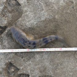 ちょっと!まっすぐになって‼︎‼︎