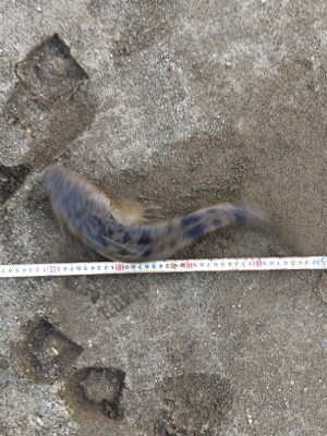 ちょっと！まっすぐになって‼…