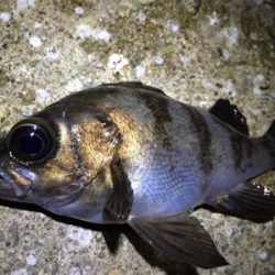 久しぶりのメバリング調査へ