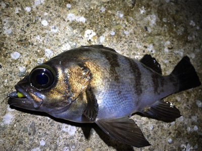 久しぶりのメバリング調査へ