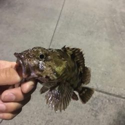 ナイスサイズ！