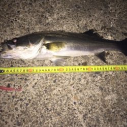 ナイトシーバス