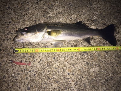 ナイトシーバス