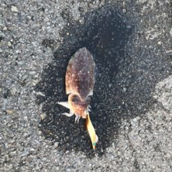 サーフエギング