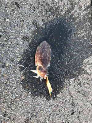 サーフエギング