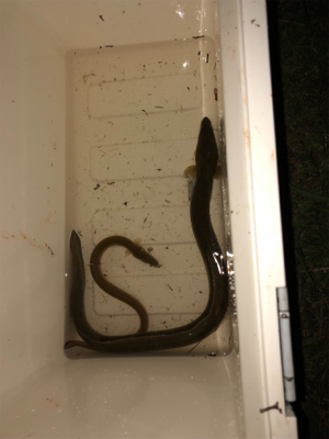 蒲焼きサイズゲット！極太ウナギ。