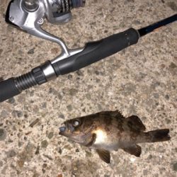 漁港メバリング