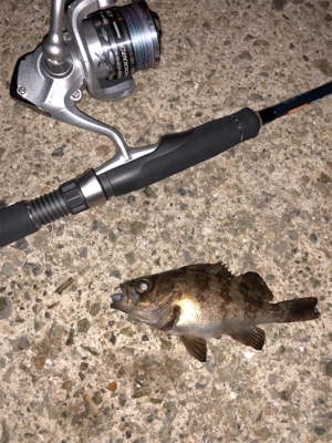 漁港メバリング