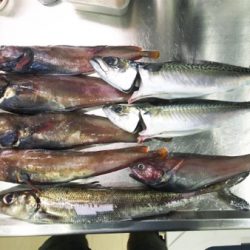 アコウ狙いだったのに