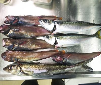 アコウ狙いだったのに