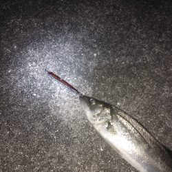 バチ抜けシーバス