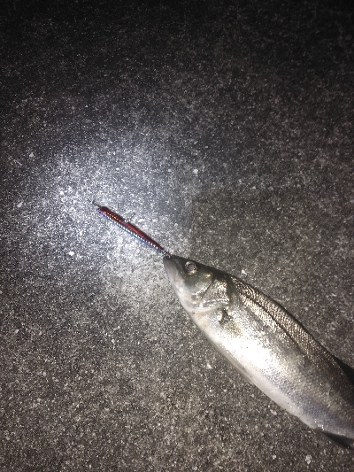 バチ抜けシーバス