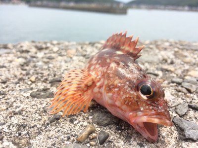 久しぶりにブラクリ！