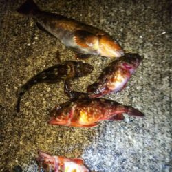 エビ撒き釣りにて