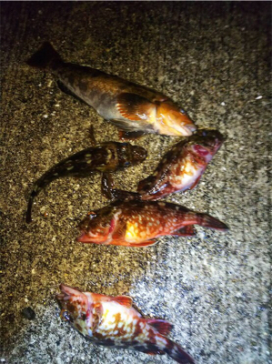 エビ撒き釣りにて