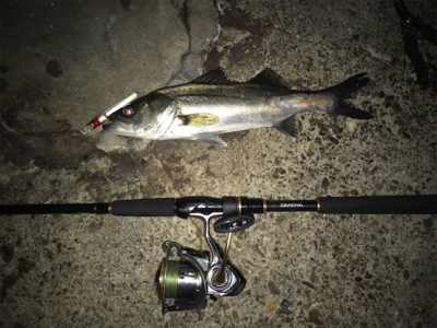 やっと釣れました