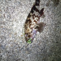 千守のチヌ狙いで夜釣りでガシラGET