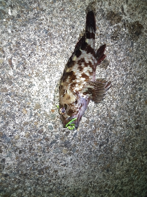 千守のチヌ狙いで夜釣りでガシラGET