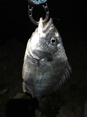 淀川ブリームゲーム ど干潮での釣果