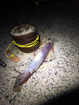 アオリイカ釣れてるかな？