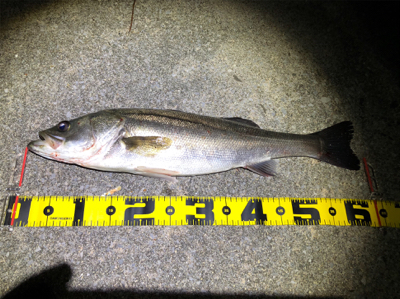 四日市バチパターン