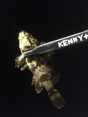 タケノコばかり