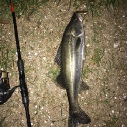 久々にシーバス