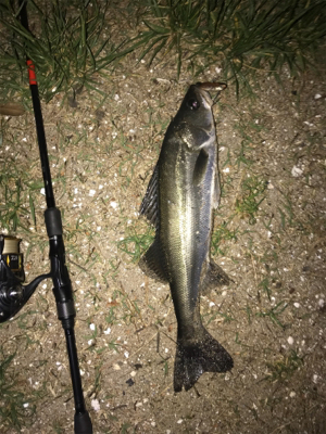 久々にシーバス