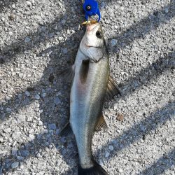 シーバスオススメポイント