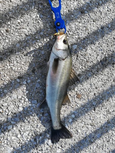 シーバスオススメポイント