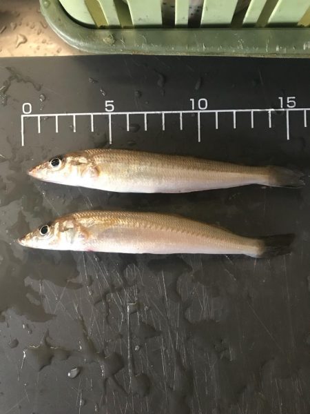 ふぐキスキスアジ