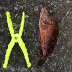 ボウズ逃れで・・・