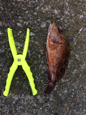 ボウズ逃れで・・・