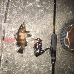 チビメバリング