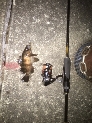 チビメバリング