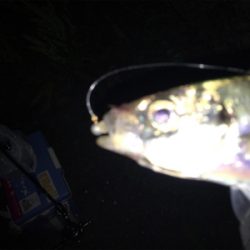 風裏とアジを求めてランガン