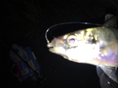 風裏とアジを求めてランガン