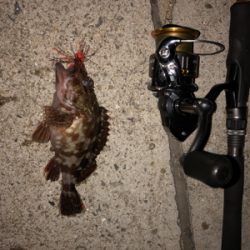 チヌ狙いのはずが‥