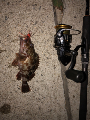 チヌ狙いのはずが‥