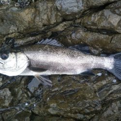 地磯でヒラスズキ