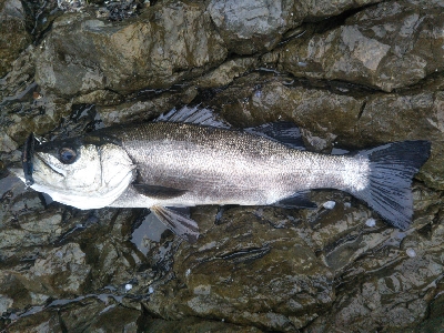 地磯でヒラスズキ